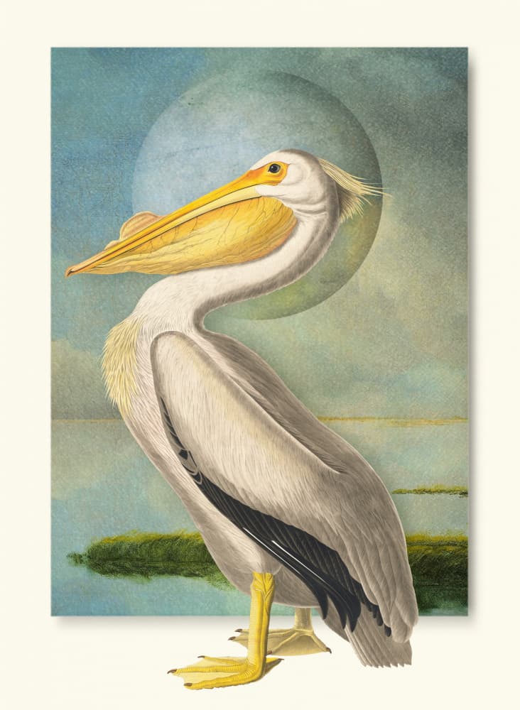 White Pelican Moonscape by Marja van den Hurk — canvas wall art
