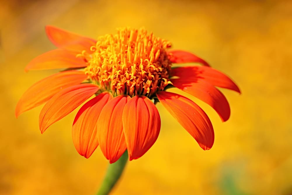 Sunny Orange Flower by Bojan Bencic — canvas wall art