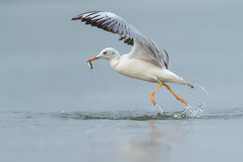 Fresh Catch Flight by Ahmed Sobhi — canvas wall art