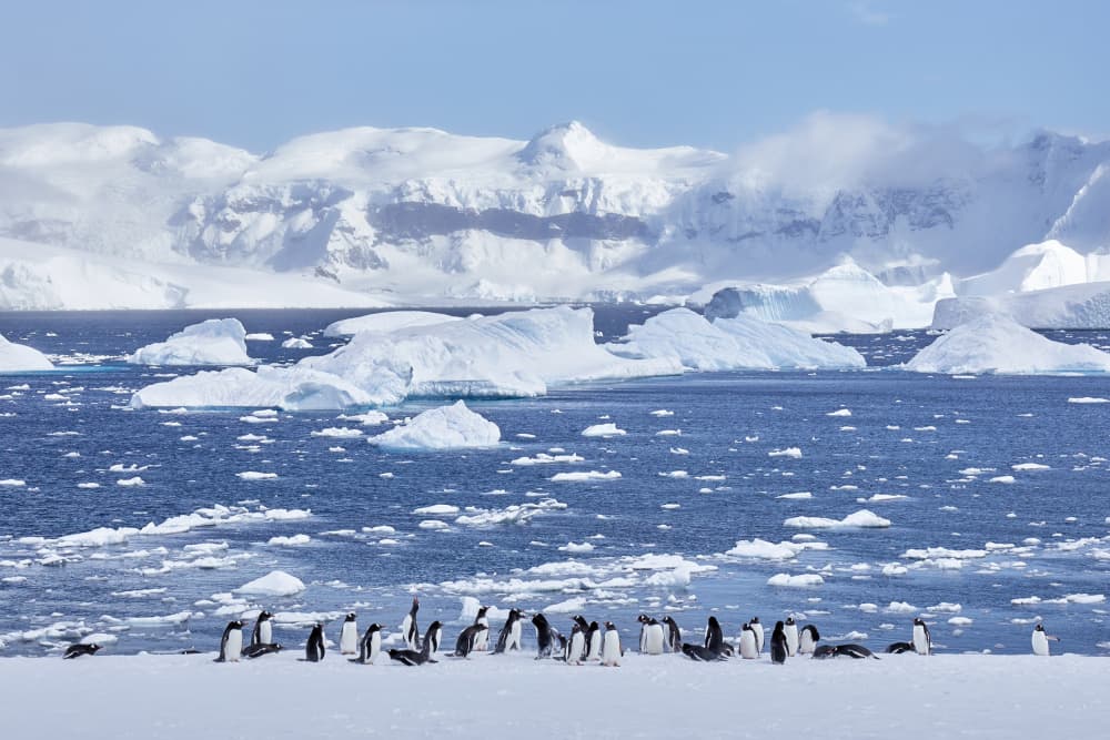 Penguins on Icy Shore by Wiolett — canvas wall art