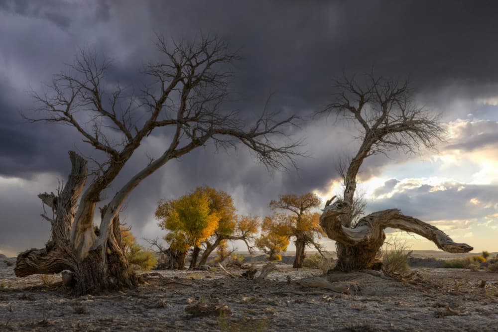 Dramatic Autumn Trees by Dennis Zhang — canvas wall art