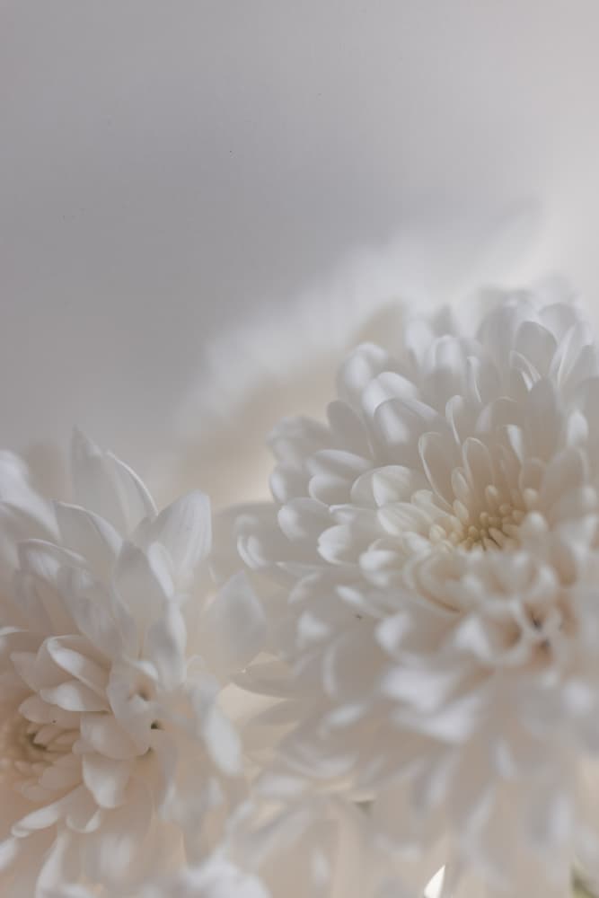 White Flowers 3 by Mareike Böhmer — canvas wall art