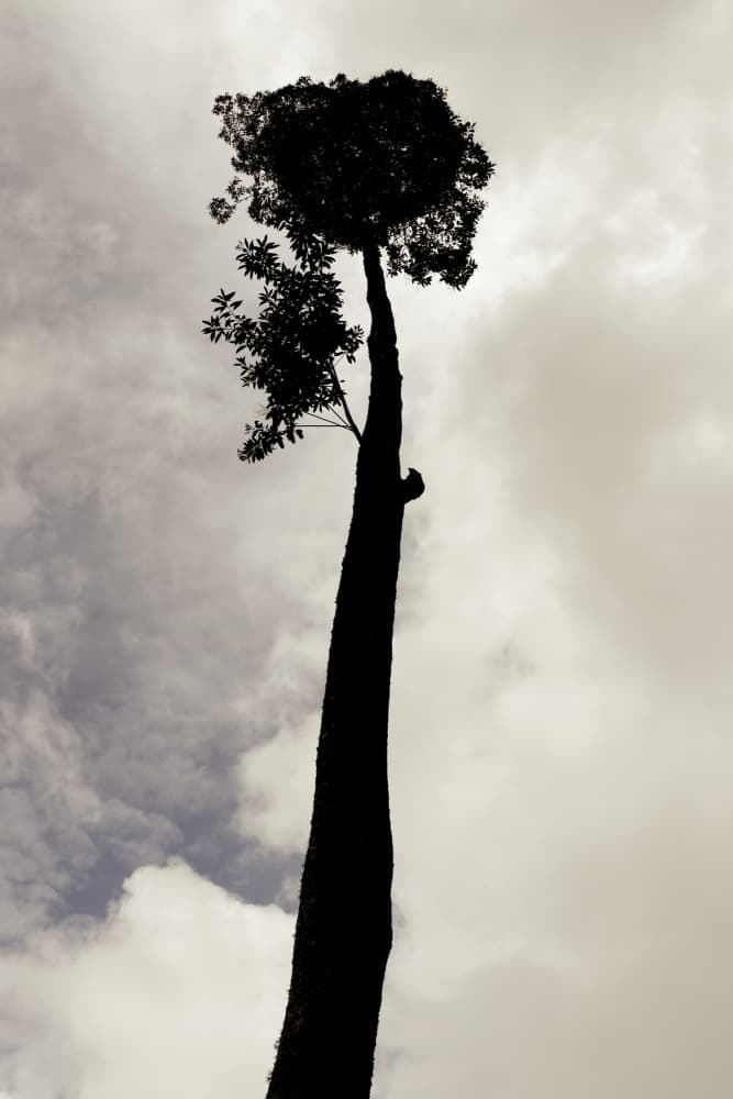 Tall Tree Silhouette by Santhosh ch — canvas wall art