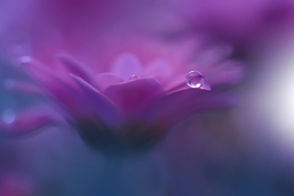 Delicate Purple Dewdrop by Juliana Nan — canvas wall art