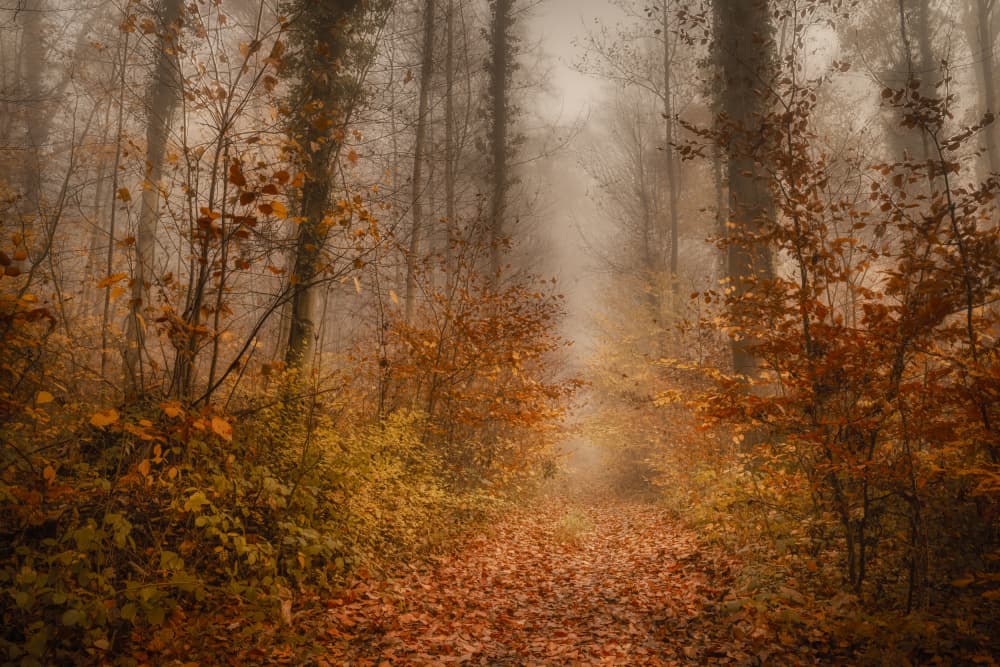 Misty Autumn Path by Norbert Maier — canvas wall art