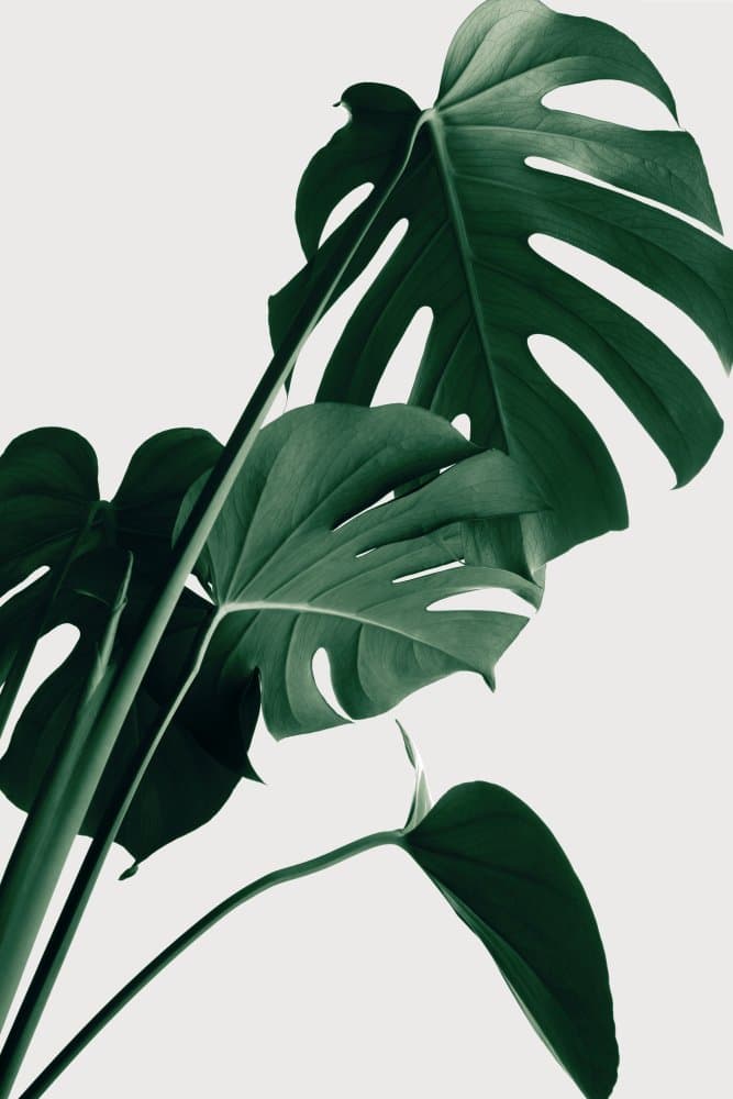 Monstera Green Serenity by Pictufy Studio III — canvas wall art