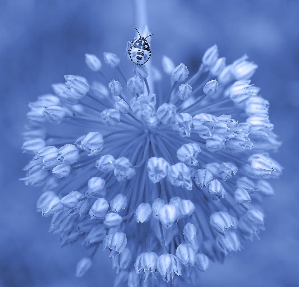 The sentinel... by Thierry Dufour — canvas wall art