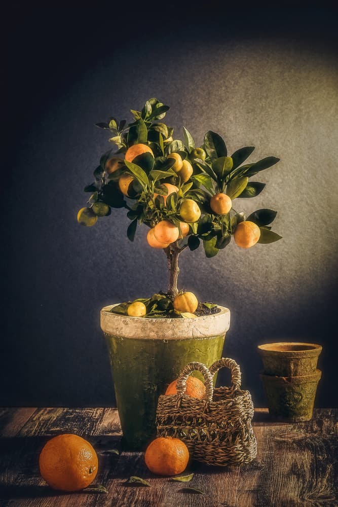 Rustic Citrus Still Life by Nour Al-Dien Mahmoud — canvas wall art