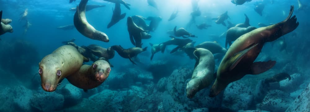 Playful Sea Lions Underwater by Andrey Narchuk — canvas wall art