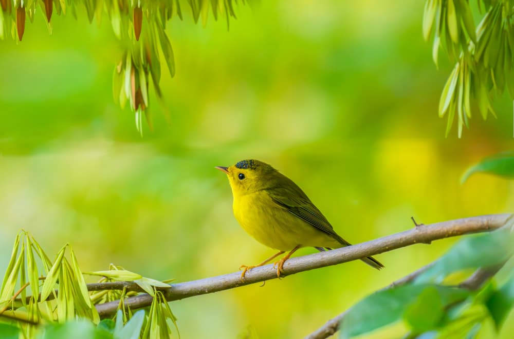 Vibrant Yellow Warbler by Mike He — canvas wall art