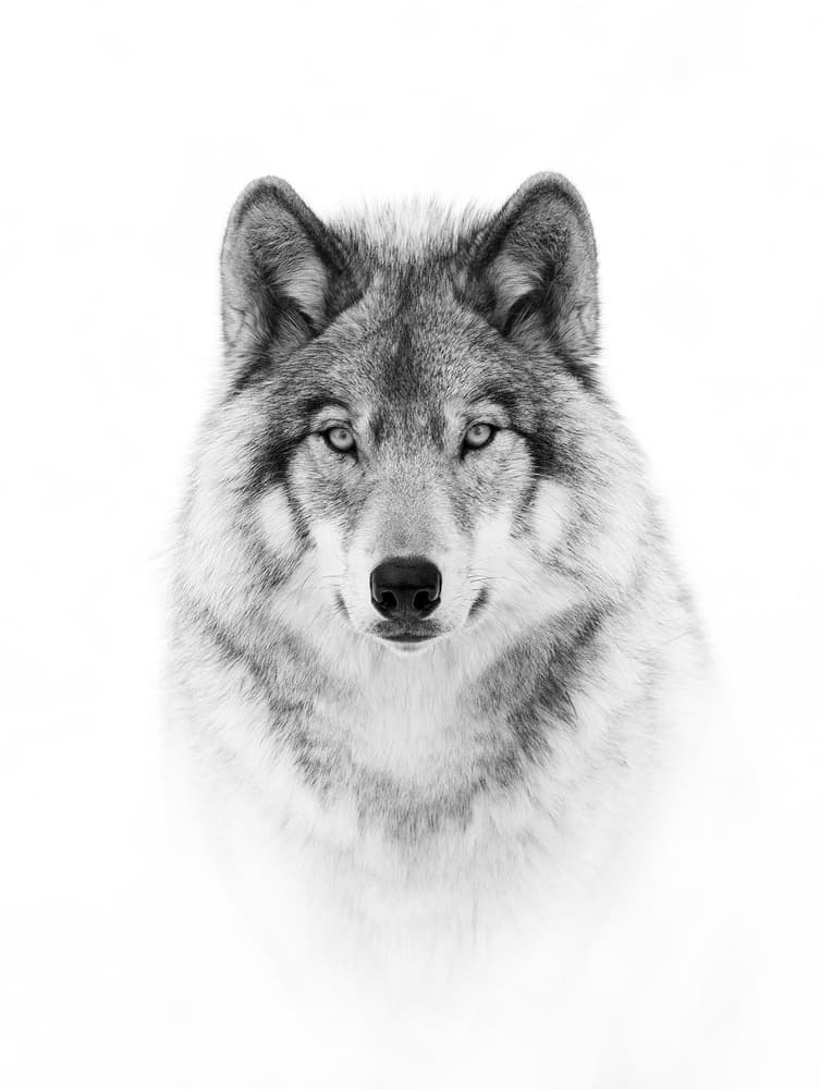 Majestic Wolf Gaze by Jim Cumming — canvas wall art
