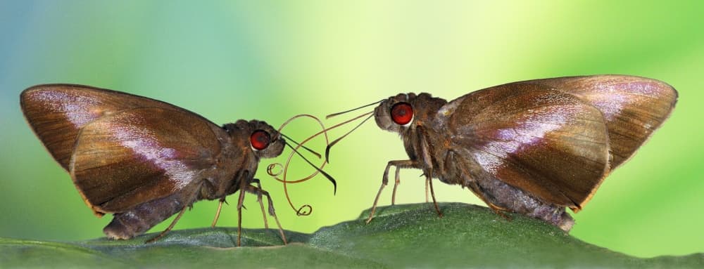 Delicate Butterfly Connection by Jimmy Hoffman — canvas wall art