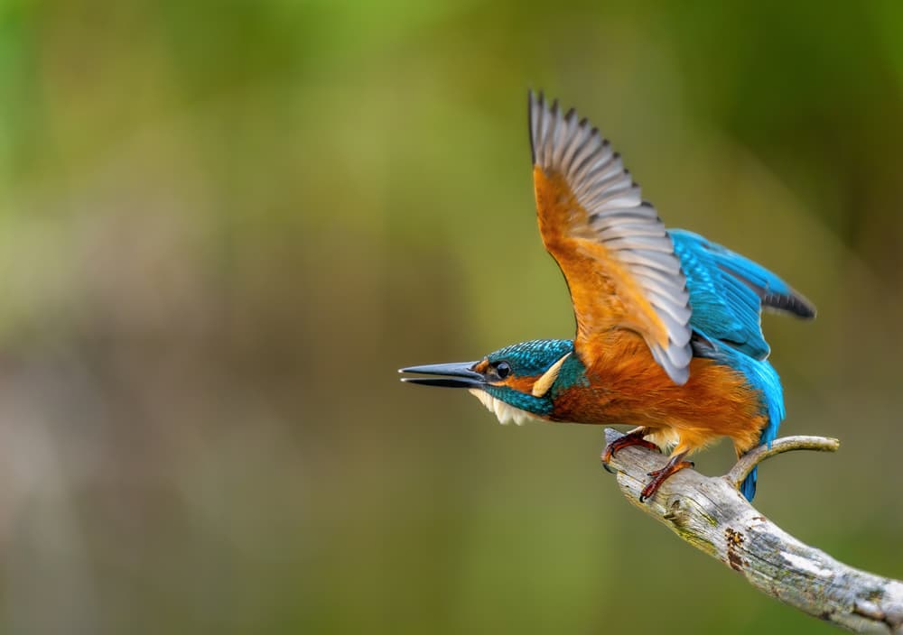 Vibrant Kingfisher Flight by Ronny Olsson — canvas wall art