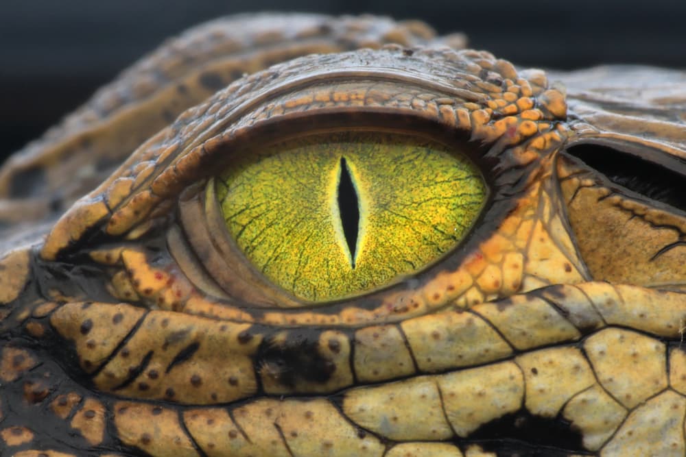 Intense Crocodile Eye by Hendy Mp — canvas wall art