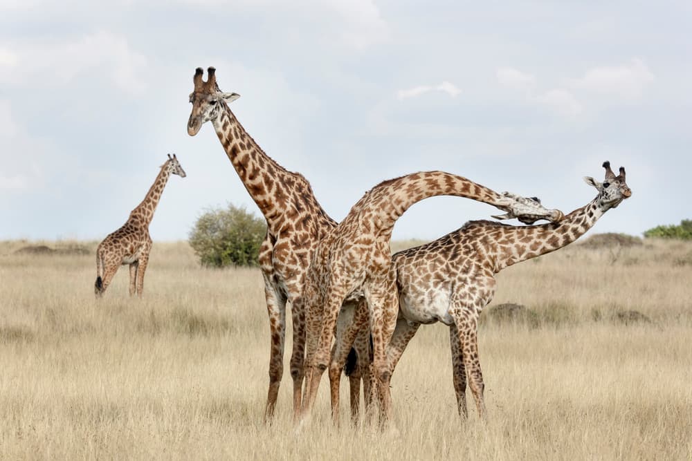 Giraffes Necking in Savanna by Linda D Lester — canvas wall art