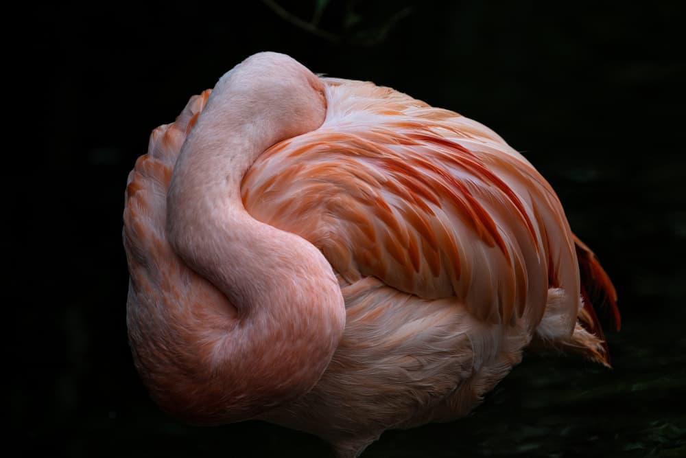 Sleeping Pink Flamingo by Susanne Landolt — canvas wall art