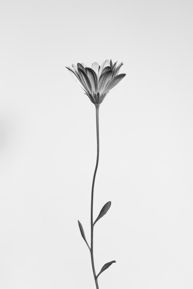 Elegant Floral Silhouette by Thierry Lagandré (Transgressed Light) — canvas wall art