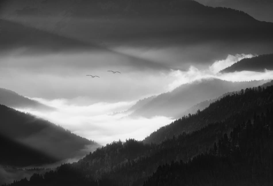 Misty Mountain Birds by Christoph Hessel — canvas wall art