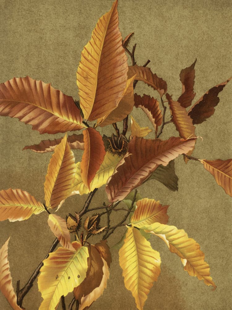Autumn Leaves No. 3 Beech By Ellen Thayer Fisher