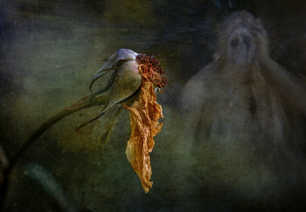 Withered Rose Ghost by Hans Günther — canvas wall art
