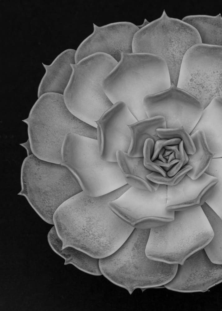 Monochrome Succulent Form by Pictufy Studio III — canvas wall art