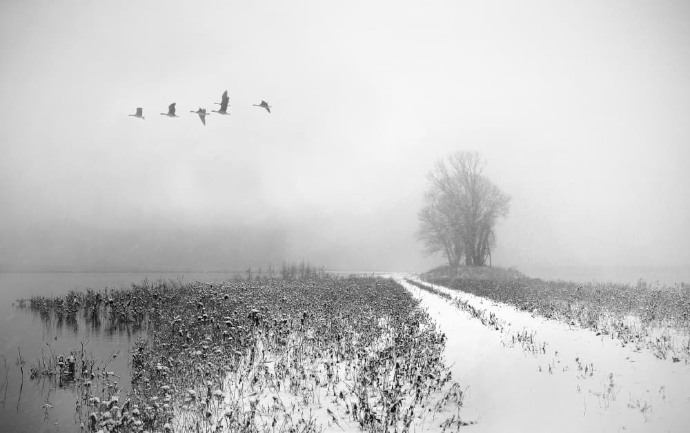 Serene Winter Flight by Lou Urlings — canvas wall art