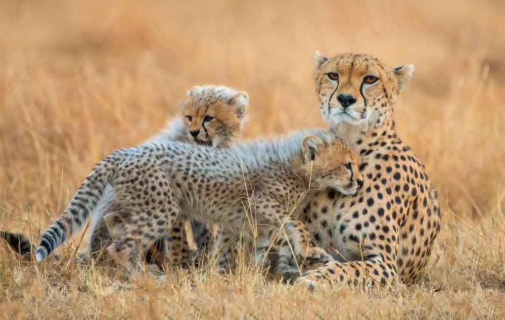 Cheetah Family Savanna by David Hua — canvas wall art