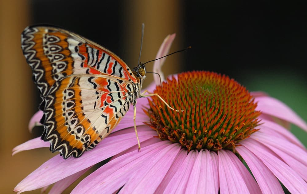 Vibrant Butterfly Bloom by Andre Pelletier — canvas wall art