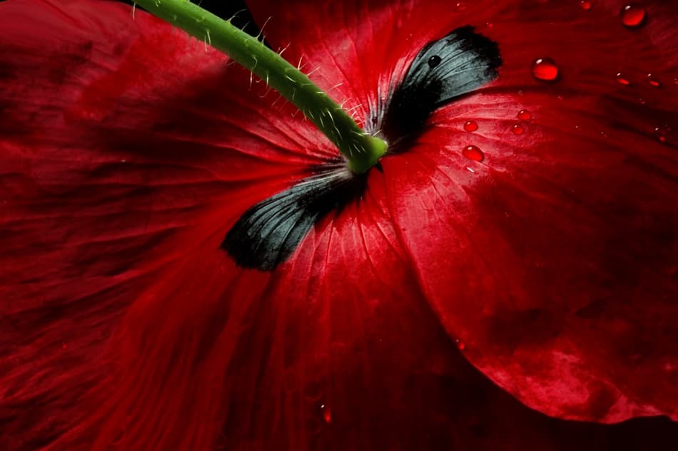 Papaver passion by Mandy Disher — canvas wall art