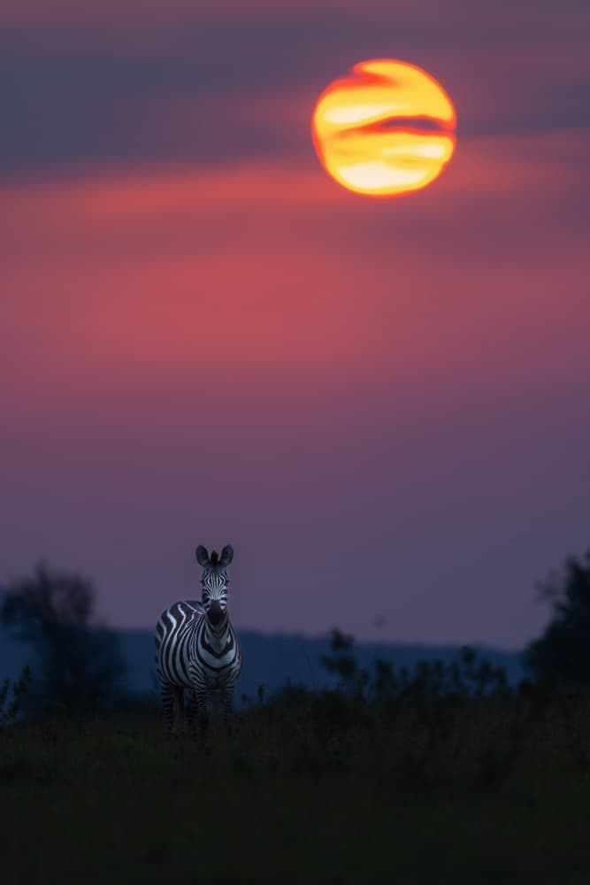 Zebra Sunset Silhouette by Jayanta Guha — canvas wall art