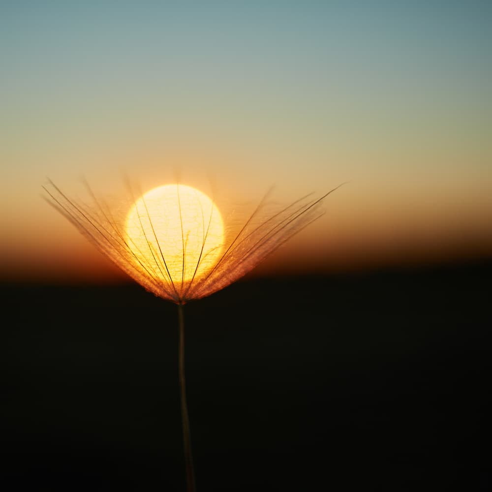Golden Dandelion Sunset by Milan Riha — canvas wall art