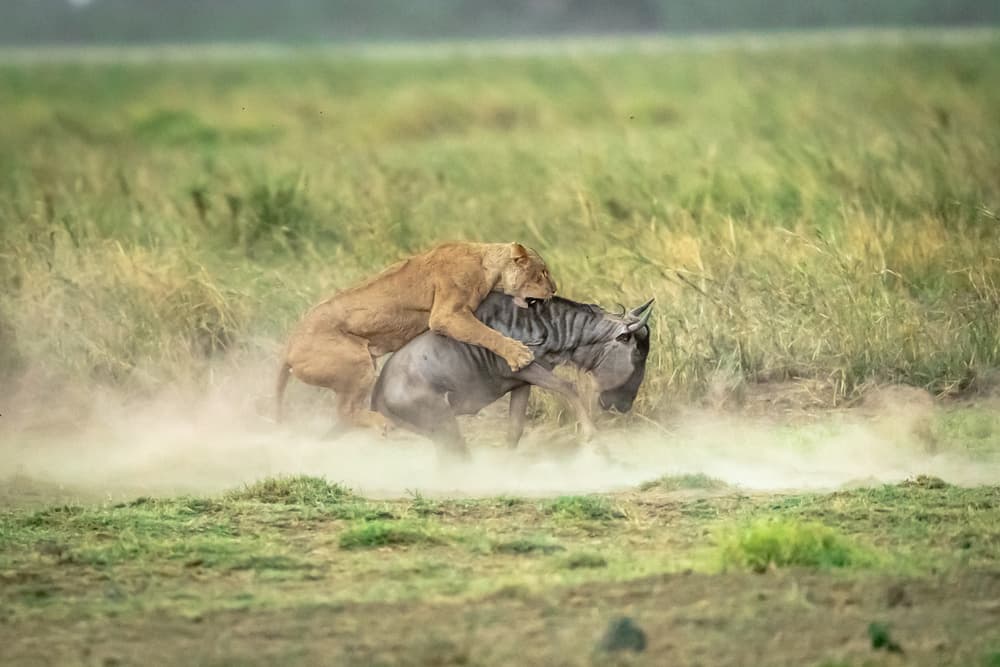 African Lion Attack by Jeffrey C. Sink — canvas wall art