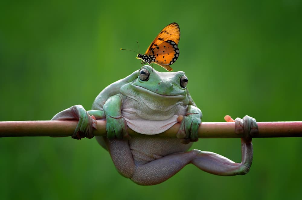 Peaceful Frog and Butterfly by Edy Pamungkas — canvas wall art