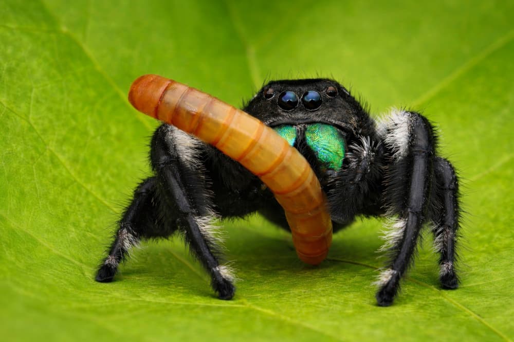 Jumping Spider's Catch by Edy Pamungkas — canvas wall art