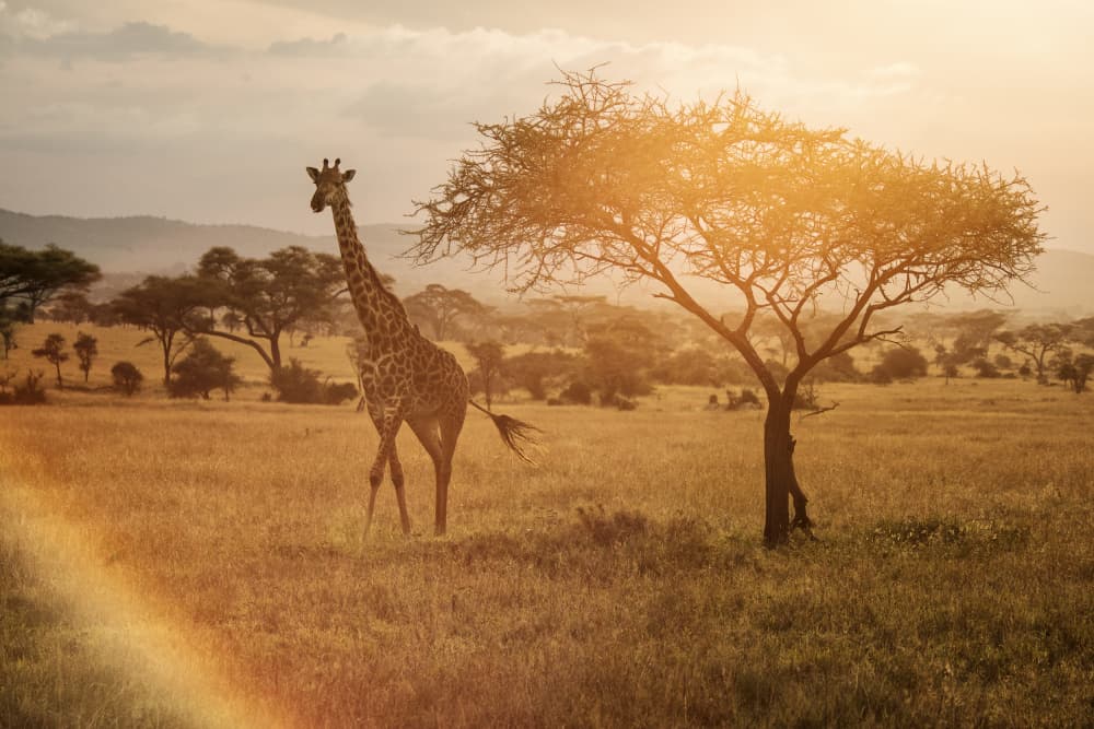Giraffe Golden Savanna Sunset by Dan Mirica — canvas wall art