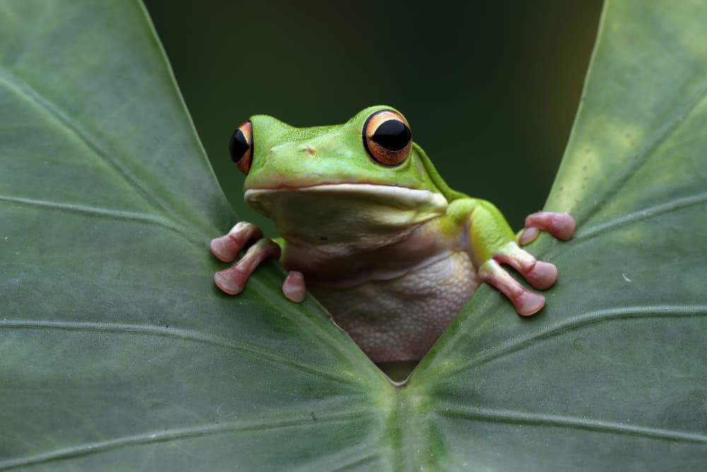 Green Frog Peeking by Kurit Afsheen — canvas wall art