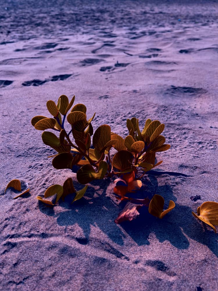 Purple Sand Plant by Santhosh ch — canvas wall art