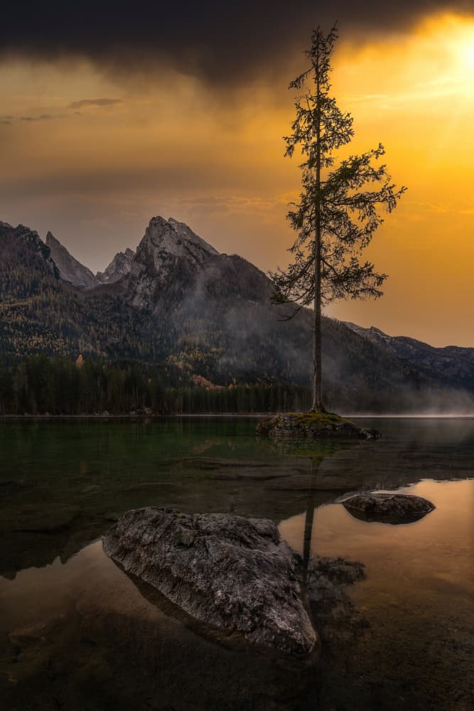 Lone Tree Golden Dawn by Anastasios Gialopoulos — canvas wall art