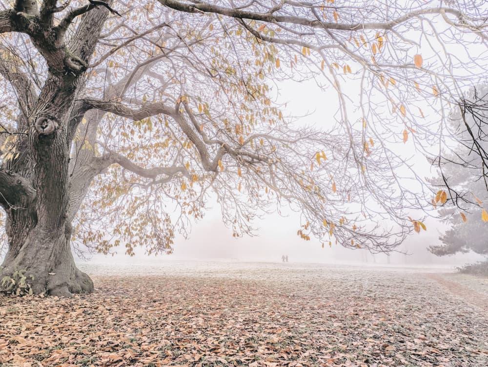 Misty Autumn Tree by Elizabeth Allen — canvas wall art