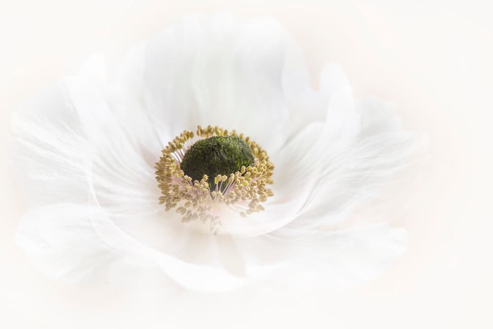 Delicate White Anemone by Jacky Parker — canvas wall art
