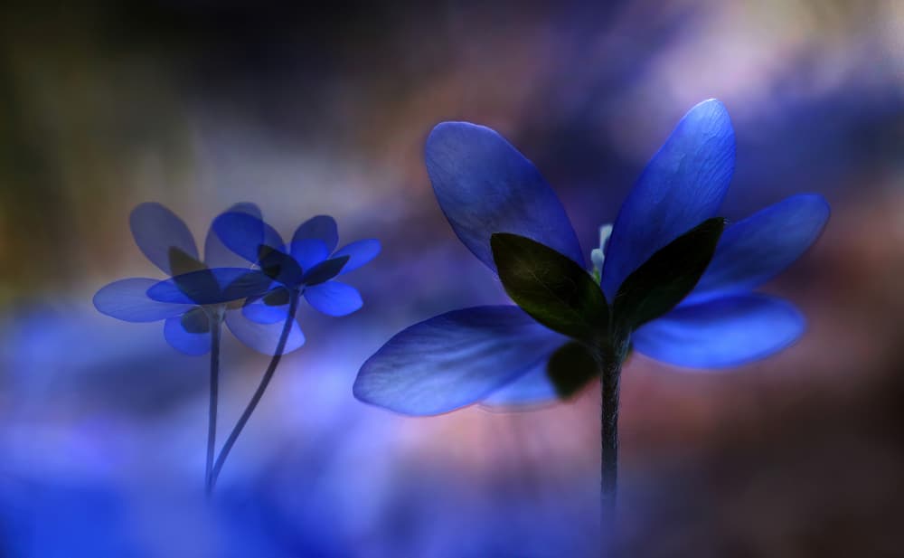 Ethereal Blue Flowers by Ylva Sjögren — canvas wall art