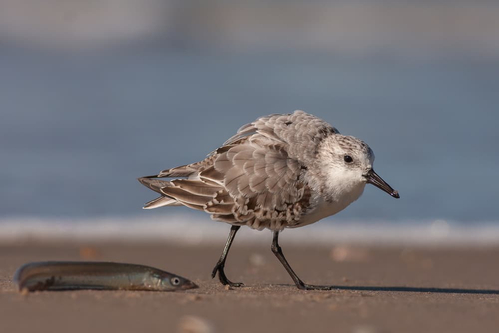 Sanderling on the Shore by Annie Keizer — canvas wall art