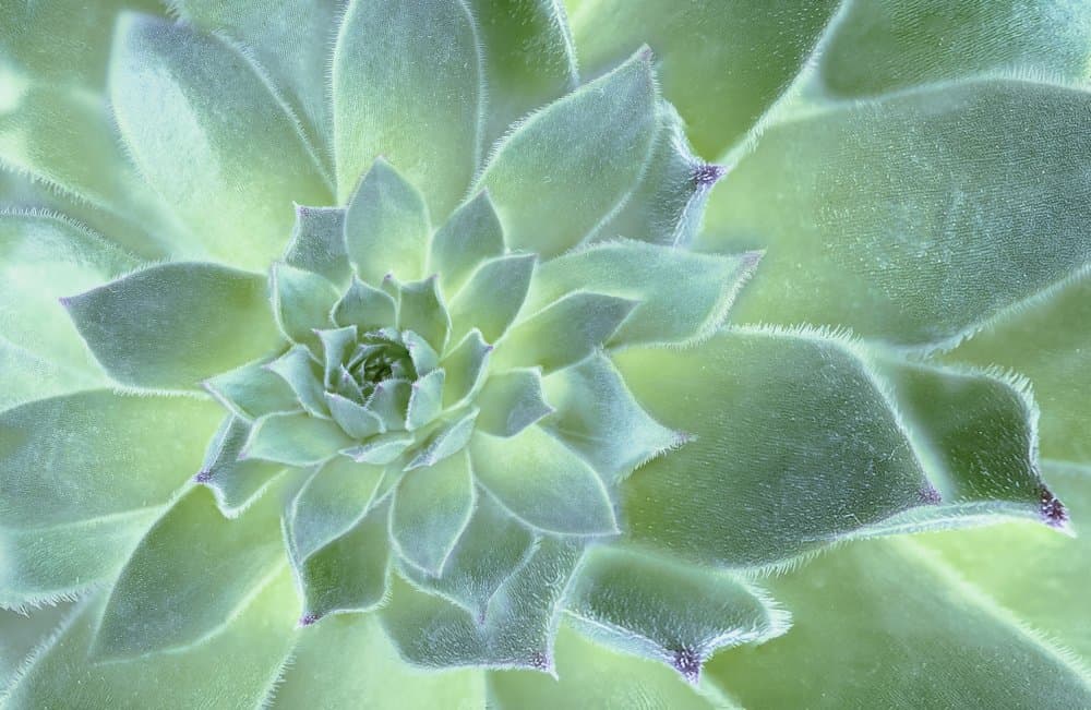 Fuzzy Green Succulent by Libby Zhang — canvas wall art