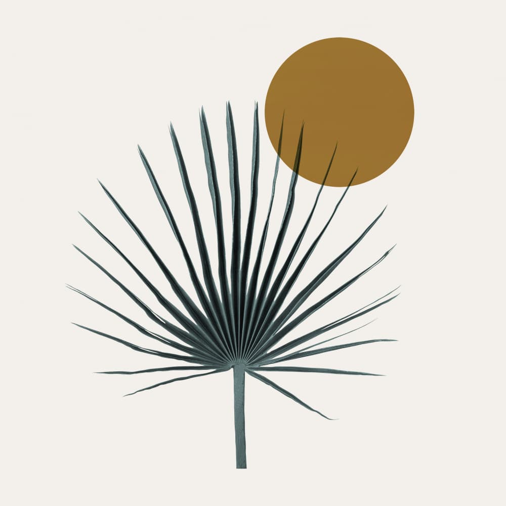 Desert Palm Sun by Vitor Costa — canvas wall art