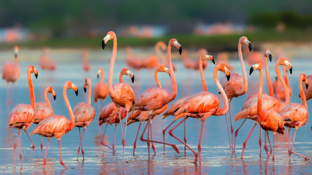 Pink Flamingos Wading by Jun Zuo — canvas wall art