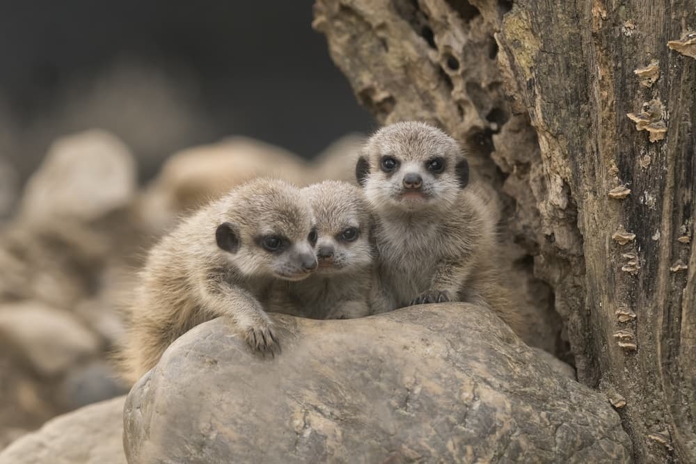 Curious Meerkat Trio by Gert van den Bosch — canvas wall art