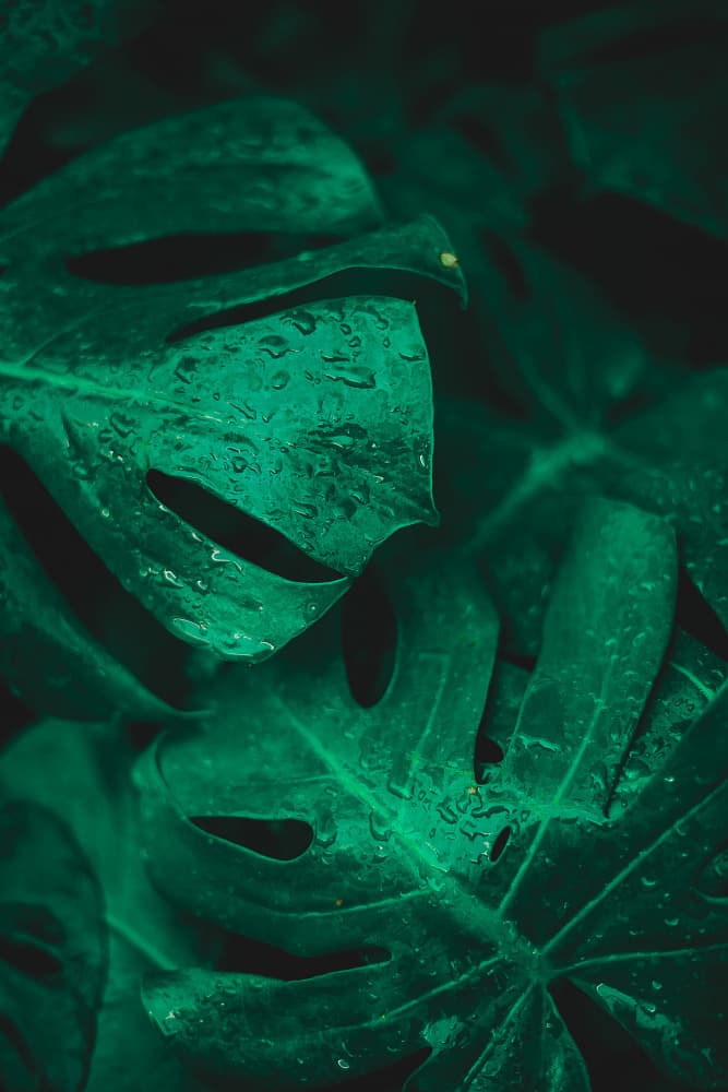 Monstera Leaves with Raindrops by Ardalan Hamedani — canvas wall art