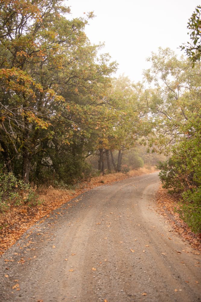 Misty Autumn Path by Crystal Lynn Collins — canvas wall art