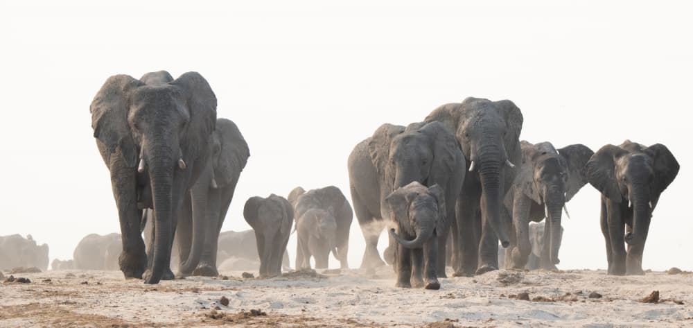 Marching to the River by Etienne Steenkamp — canvas wall art