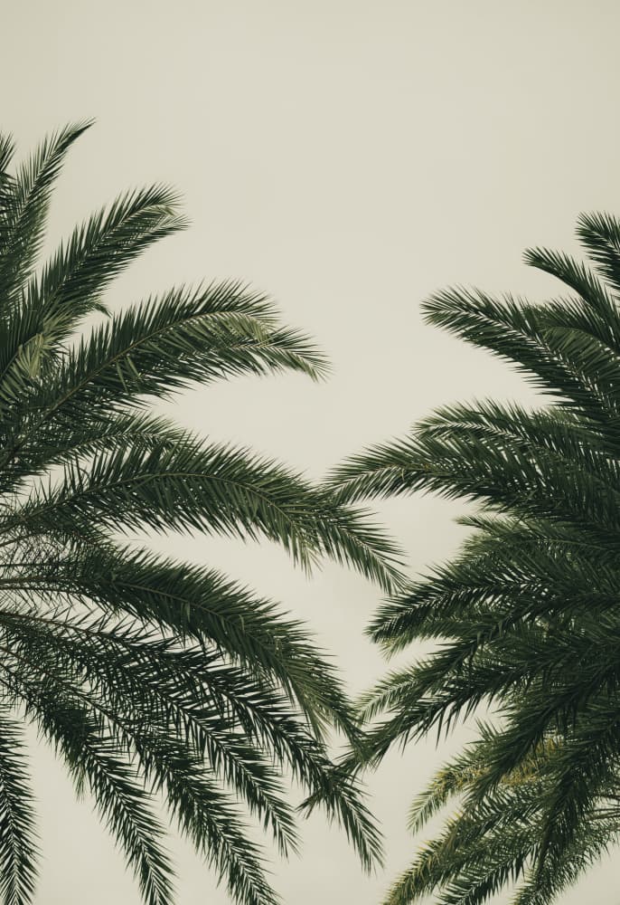 Tropical Palm Leaves by Courtney Crane — canvas wall art